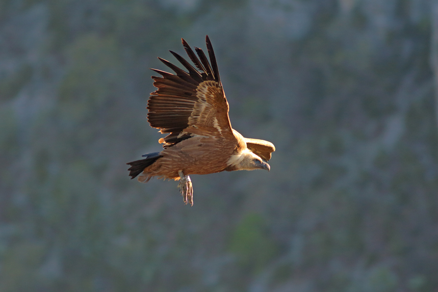 vautour fauve en drome, julien arbez