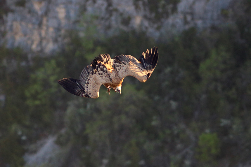 vautour fauve en drome, julien arbez