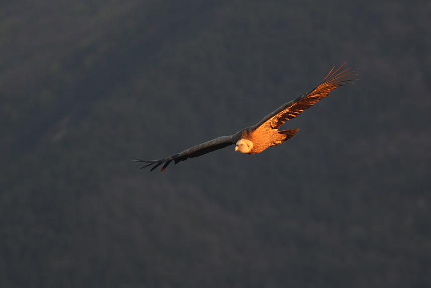 vautour fauve en drome, julien arbez