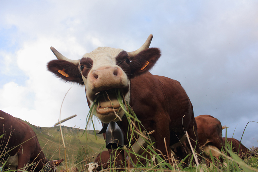 vache abondance le grand bornand julien arbez