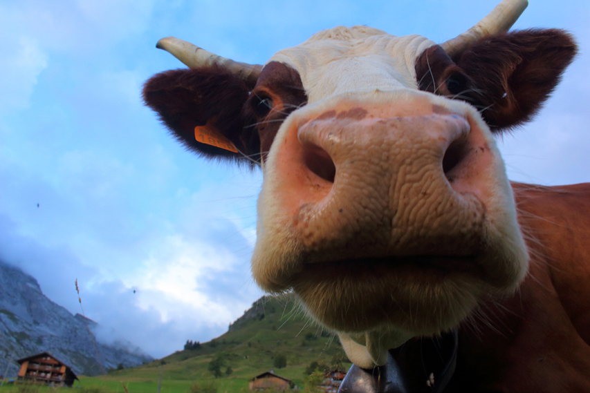 vache abondance le grand bornand julien arbez