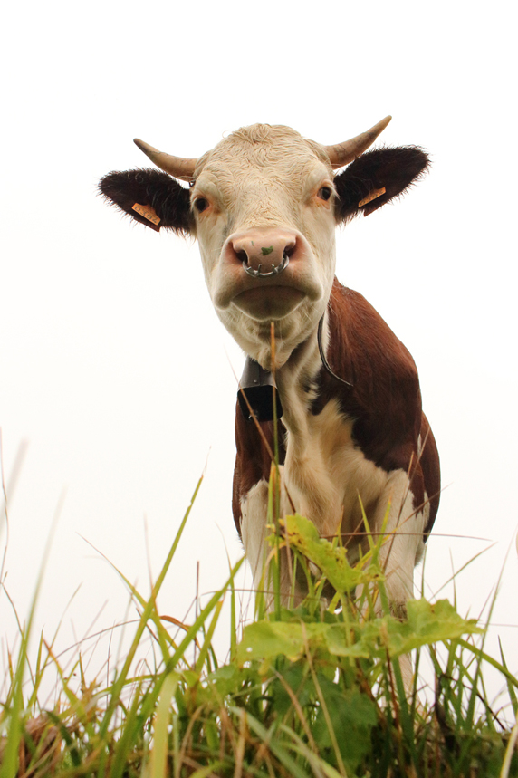 vache montbéliarde jura julien arbez