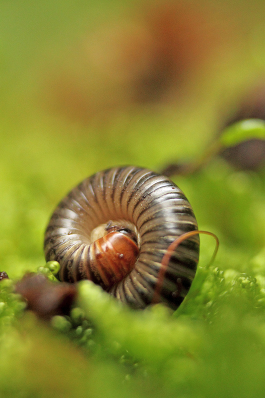 Mille-pattes en automne, arbez