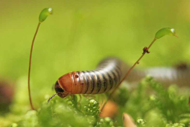 Iule enroulée, mille pattes en automne