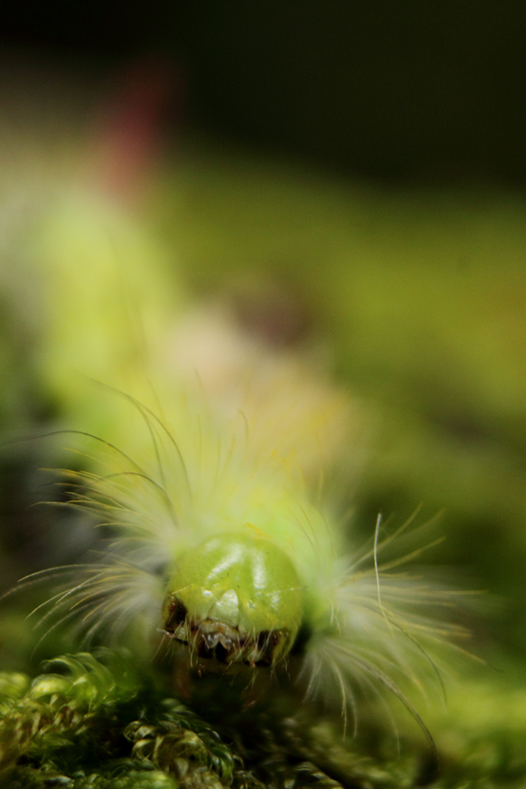 Orgie pudibonde, chenille en automne, arbez