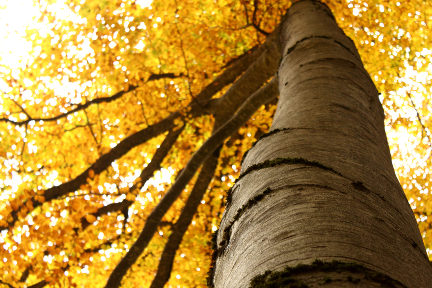 Automne arbez feuillage