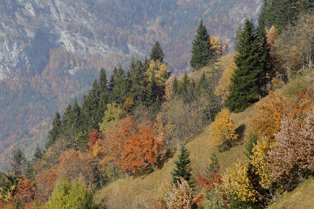 feuillage d’automne dans les varos, arbez