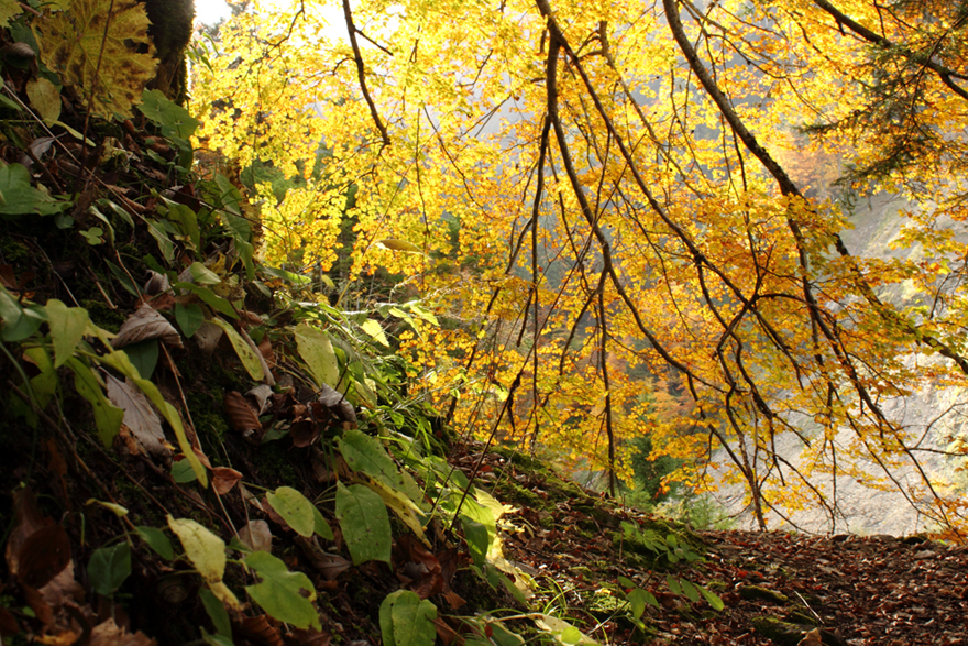 feuillage d’automne dans les varos, arbez