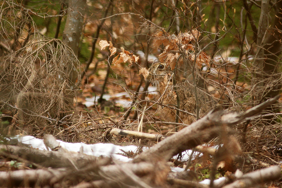 lievre foret hiver