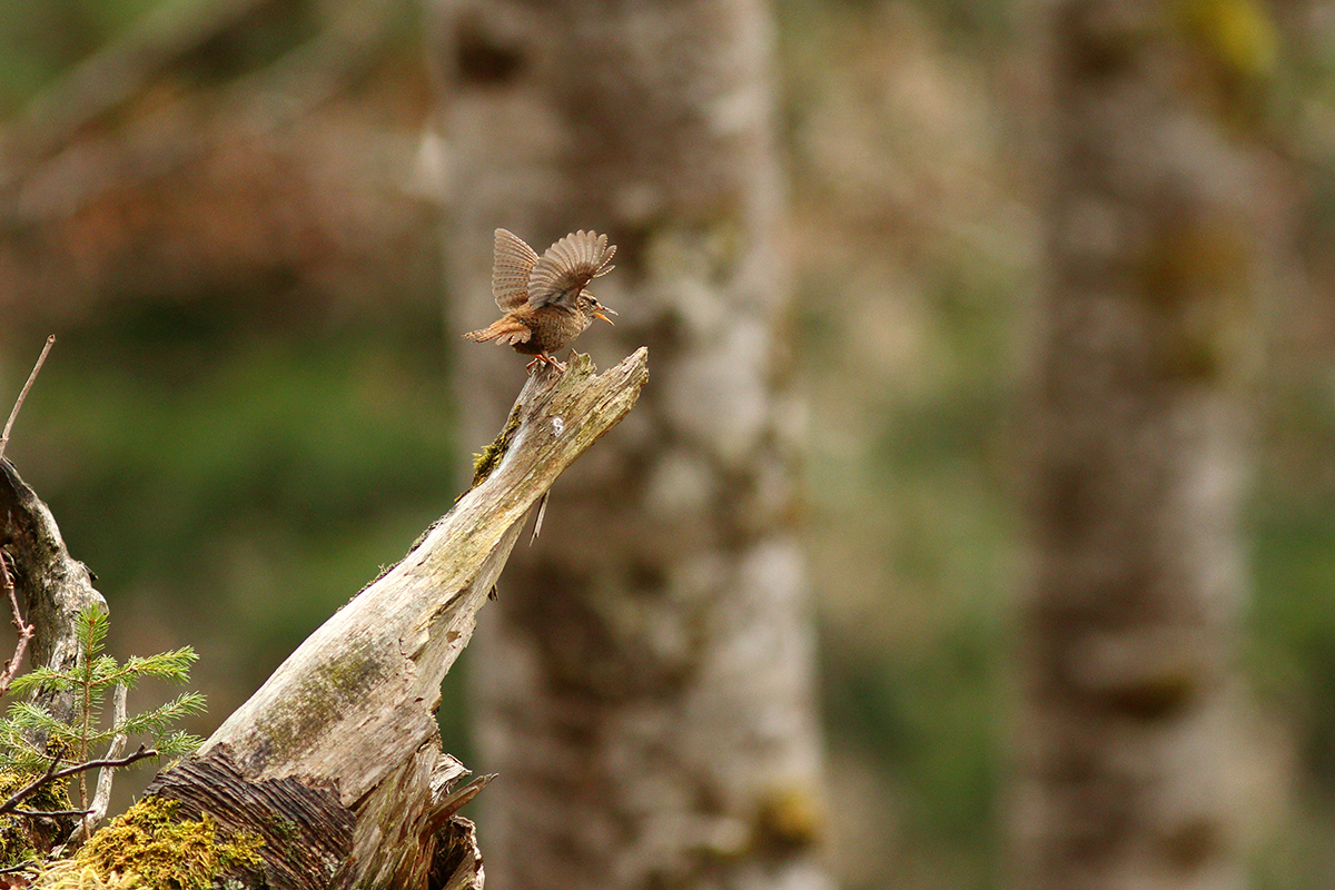 parade troglodyte mignon foret