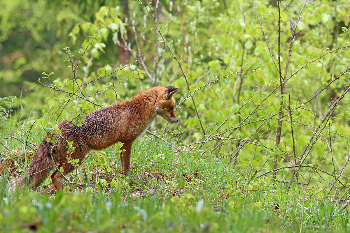 renarde printemps