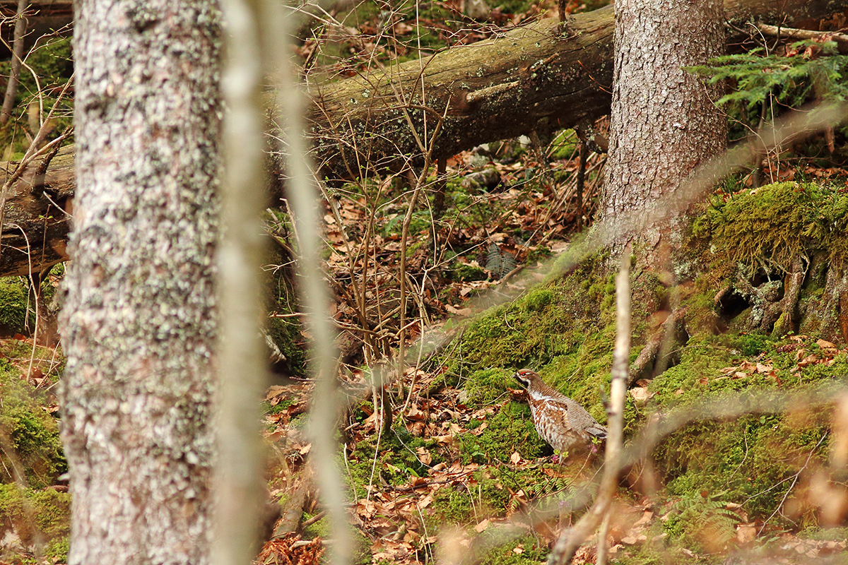 gelinotte des bois noirmont jura