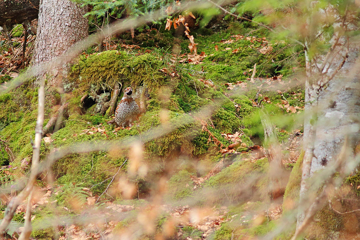 gelinotte des bois noirmont jura