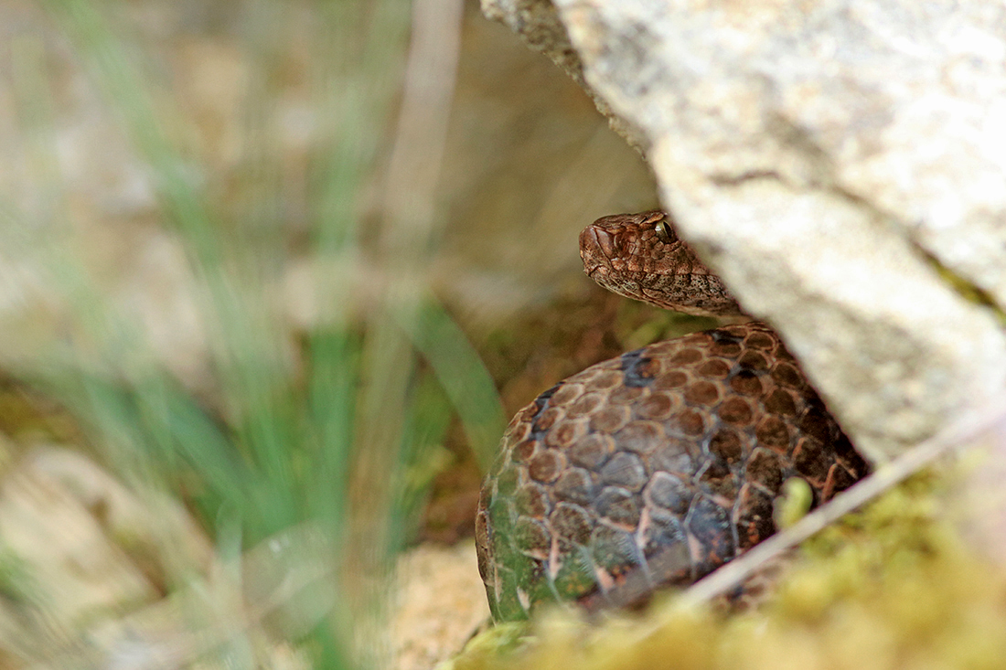 vipère aspic jura