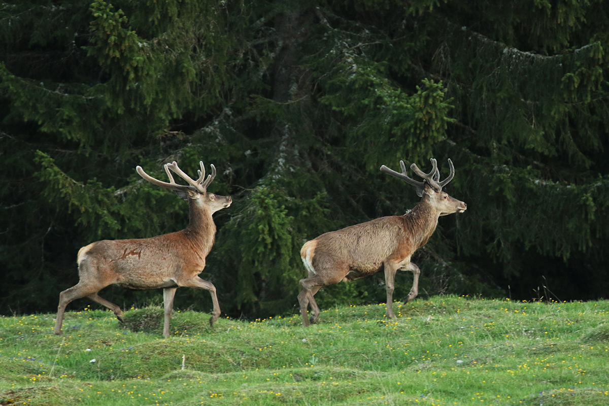 cerfs en velours jura