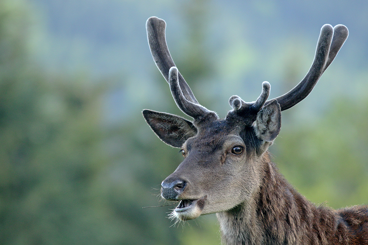 cerfs en velours jura