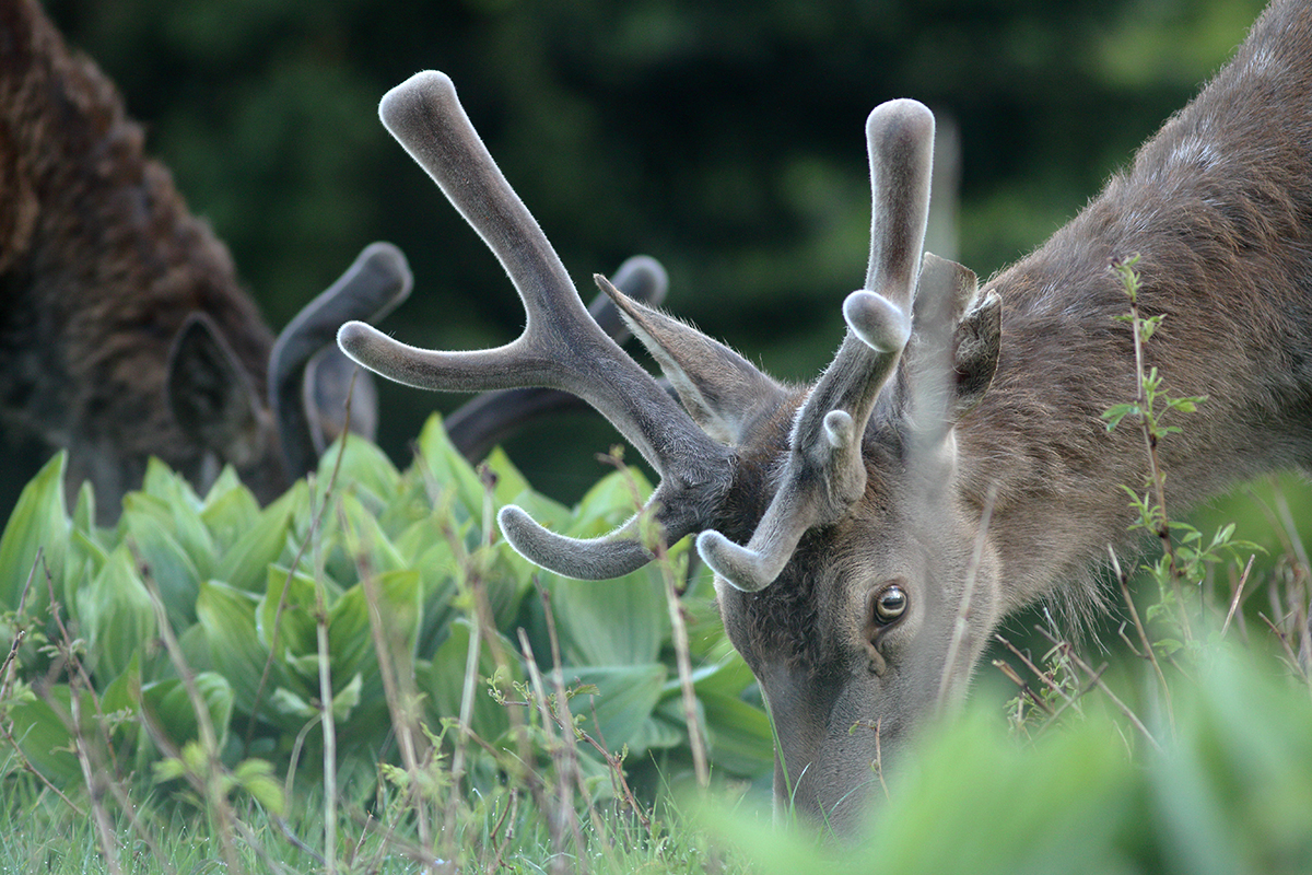 cerfs en velours jura