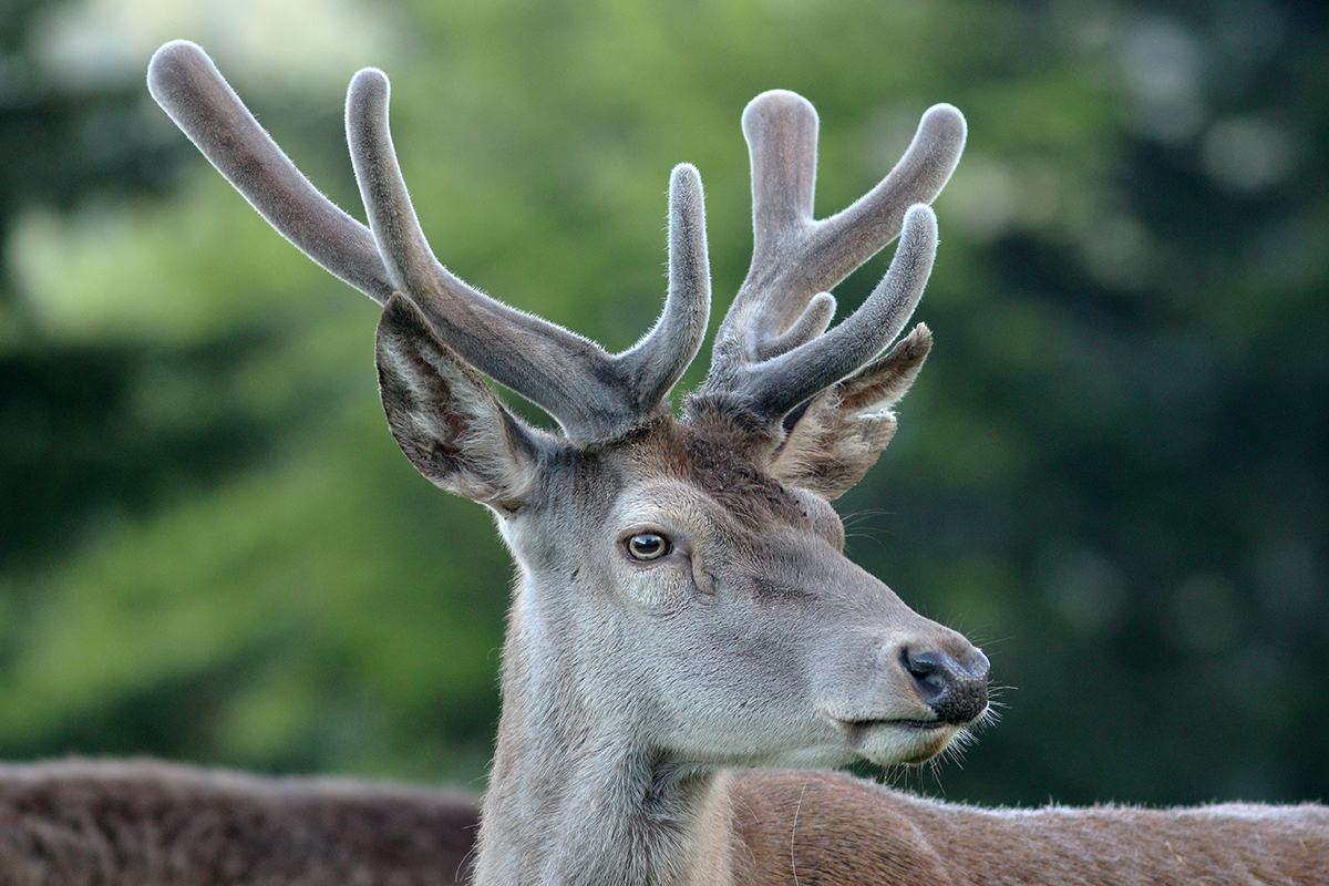 cerfs en velours jura