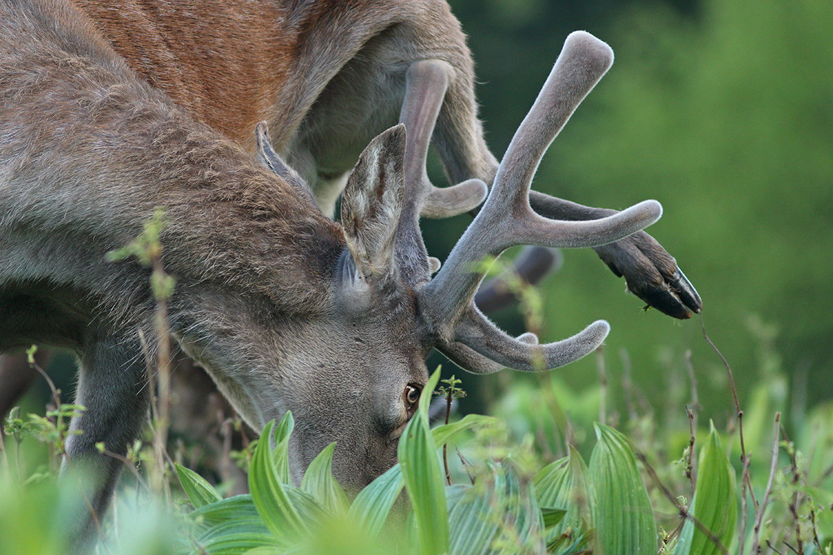 cerfs en velours jura