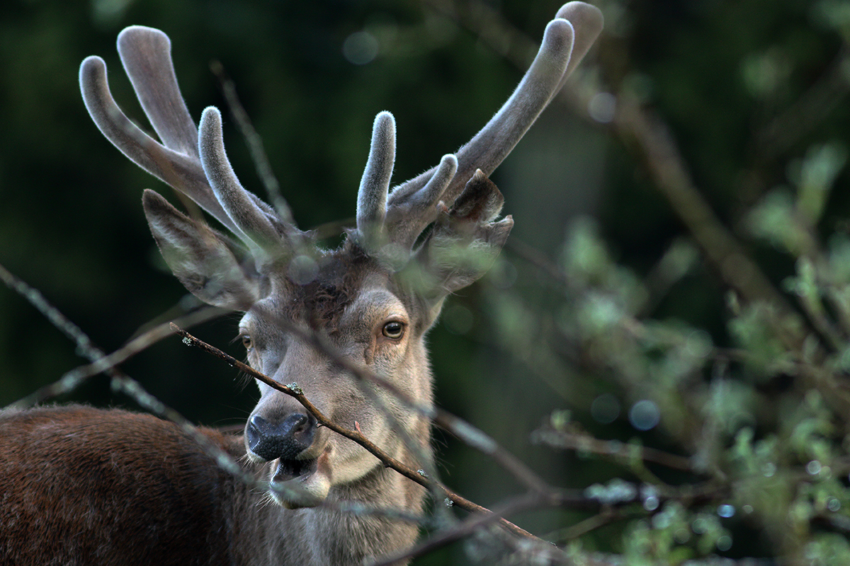 cerfs en velours jura