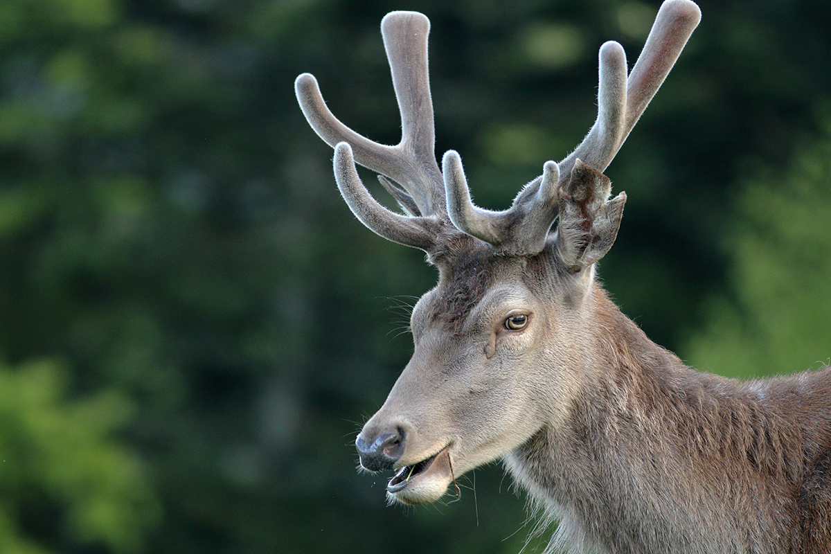 cerfs en velours jura