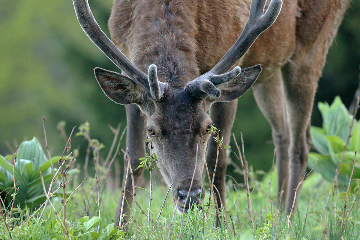 cerfs en velours jura