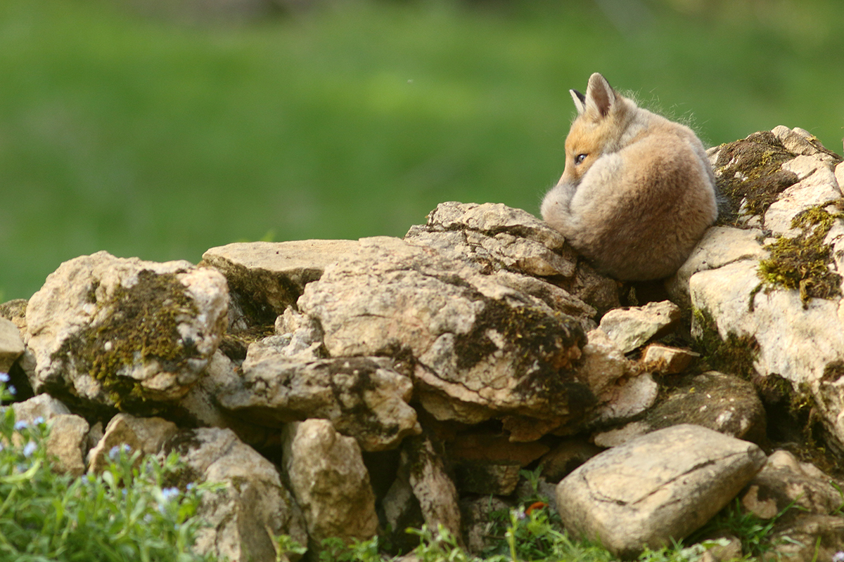 renardeaux sieste jura