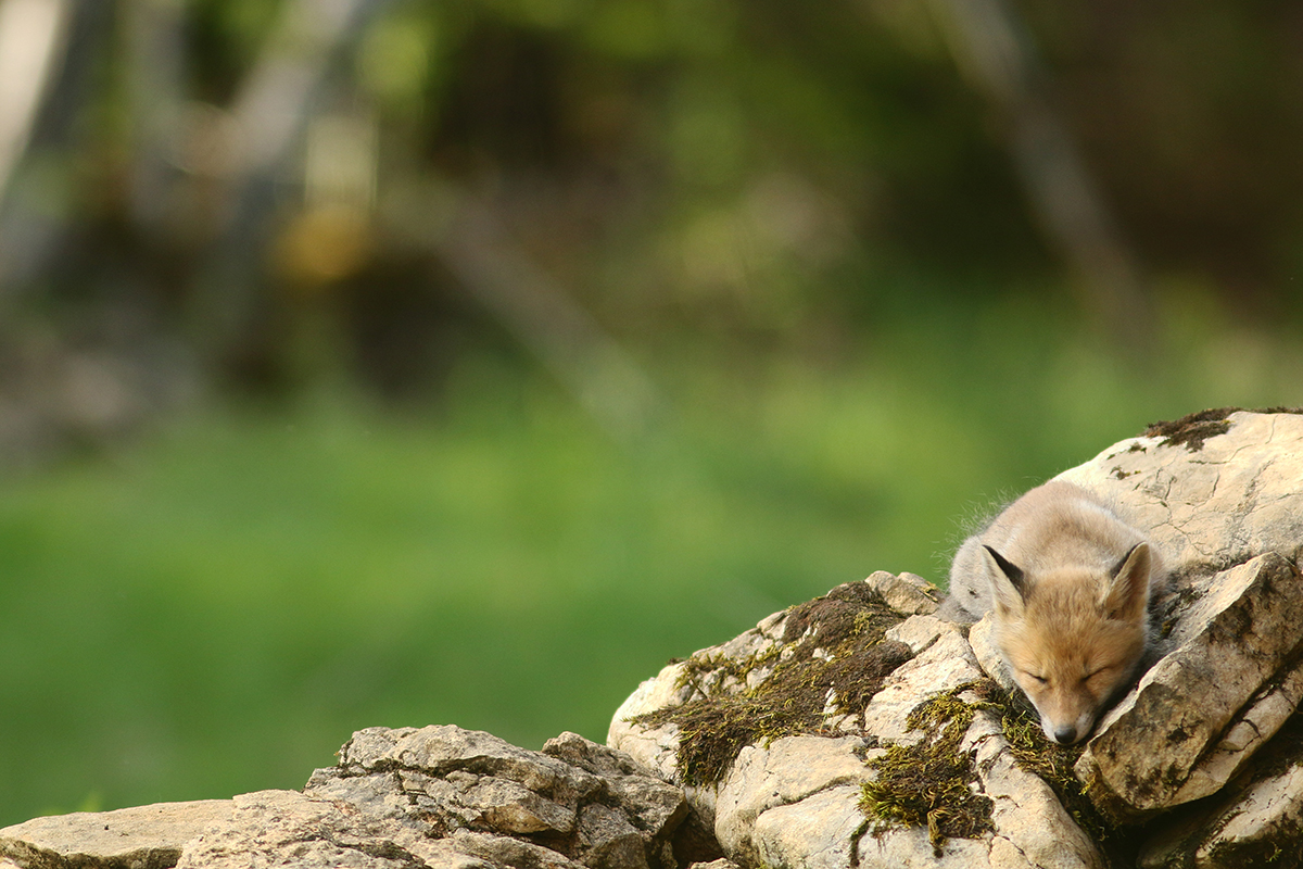 renardeaux sieste jura