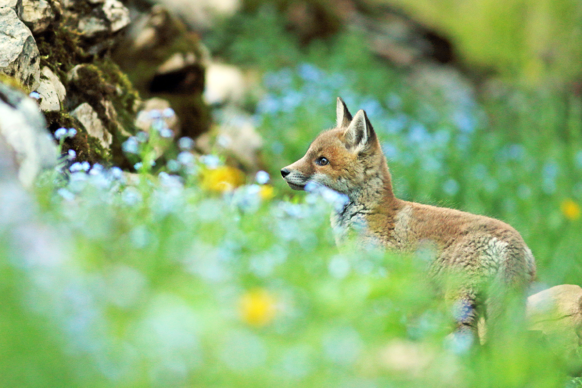 renardeaux dans les fleurs