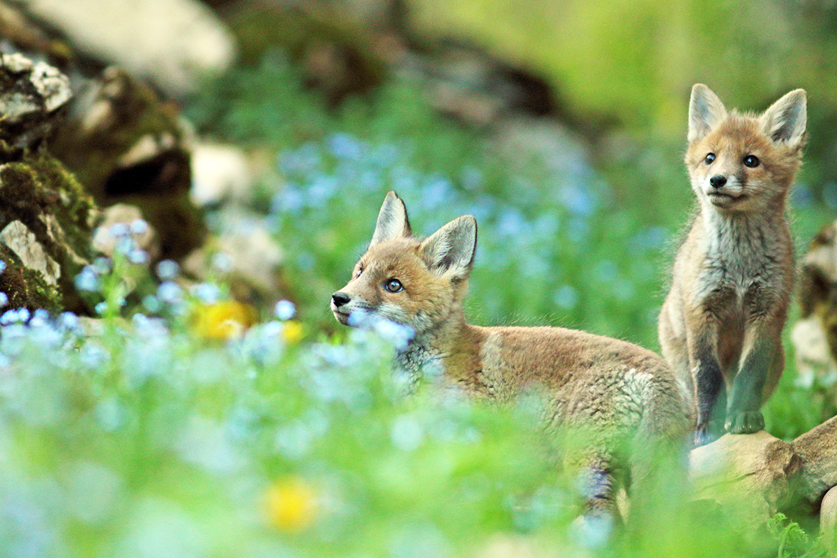 renardeaux dans les fleurs