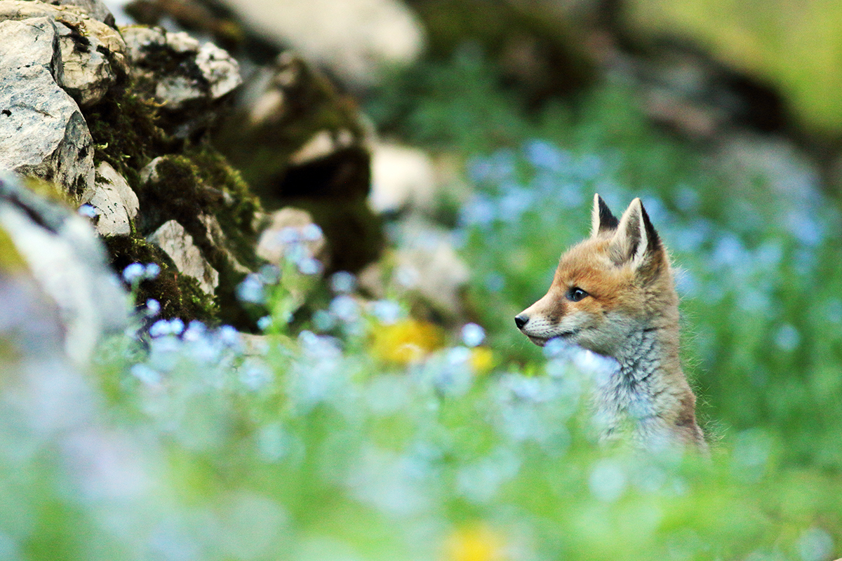 renardeaux dans les fleurs