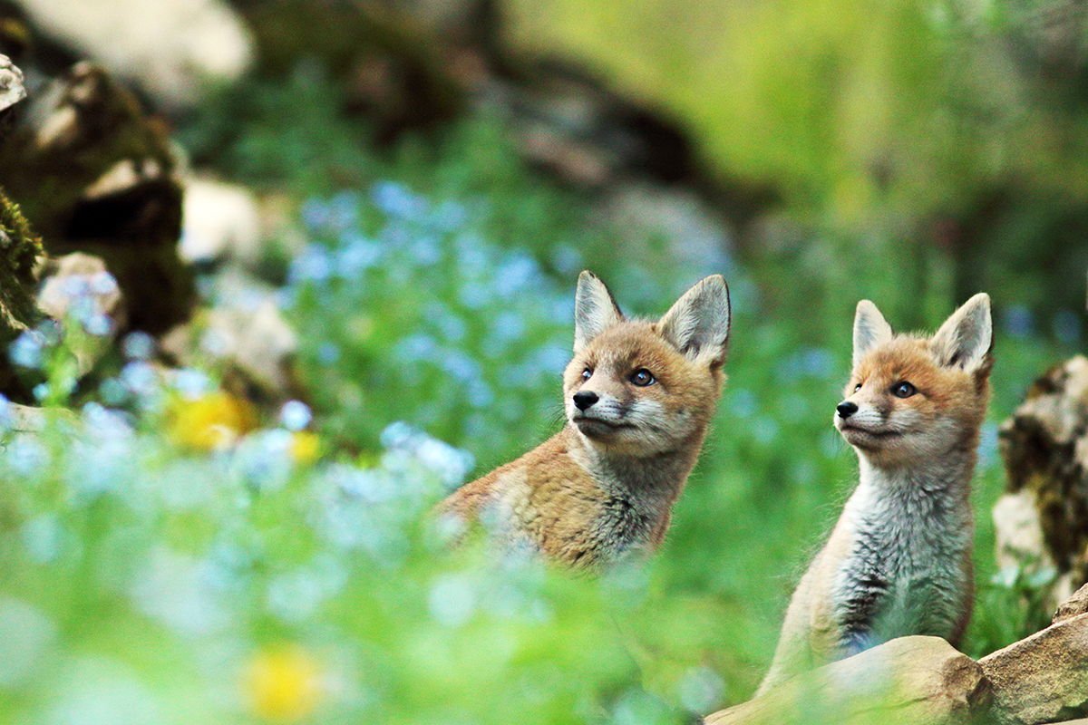 renardeaux dans les fleurs