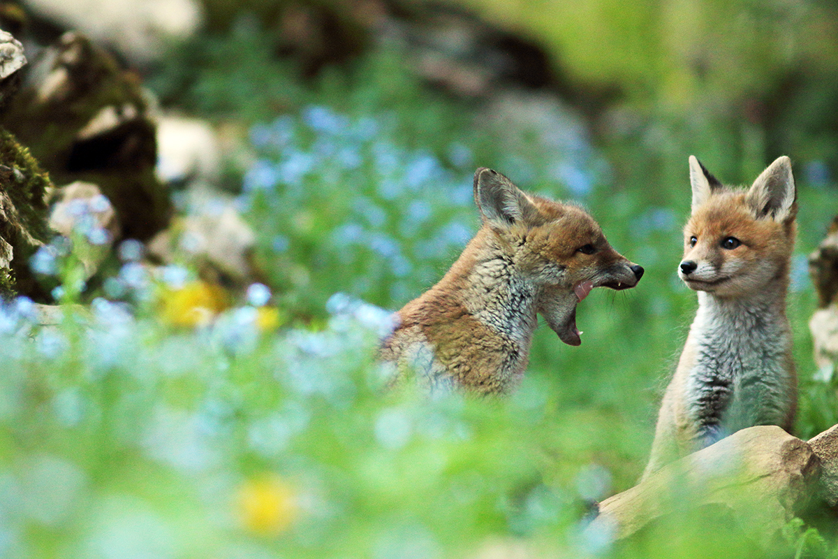 renardeaux dans les fleurs