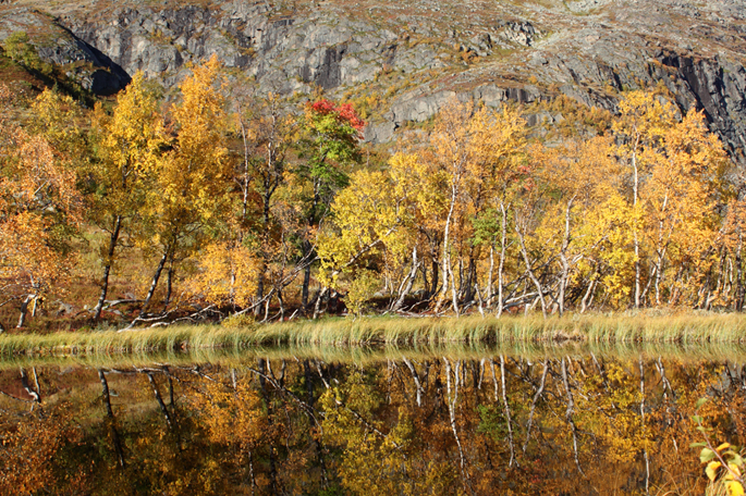 paysage laponie suédoise