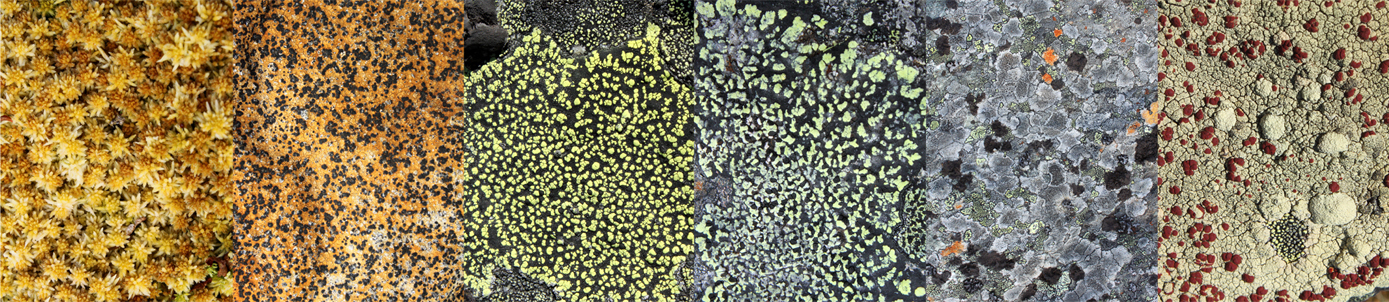 Lichens