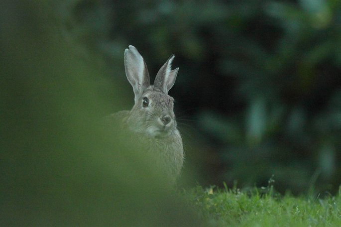 lapin ville