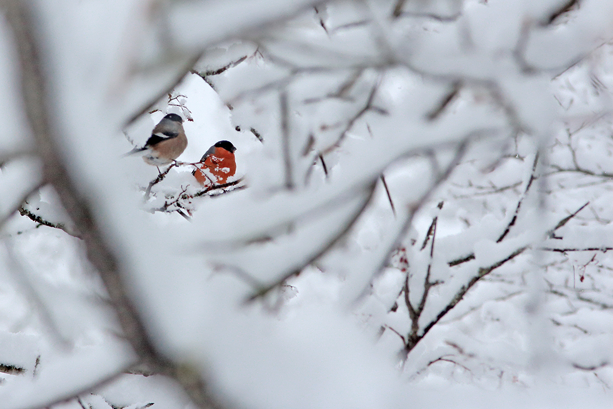 couple de bouvreuils