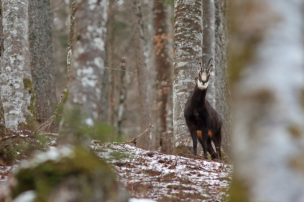 chamois jura arbez julien