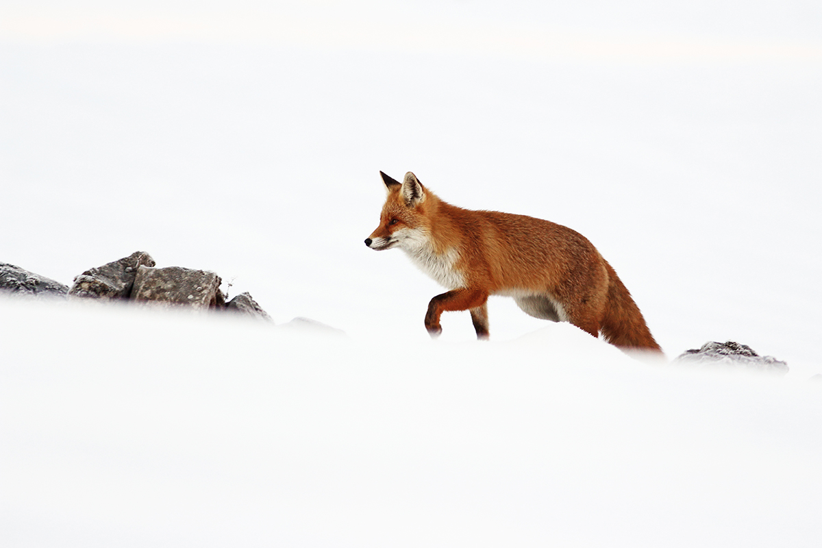 rut renards neige