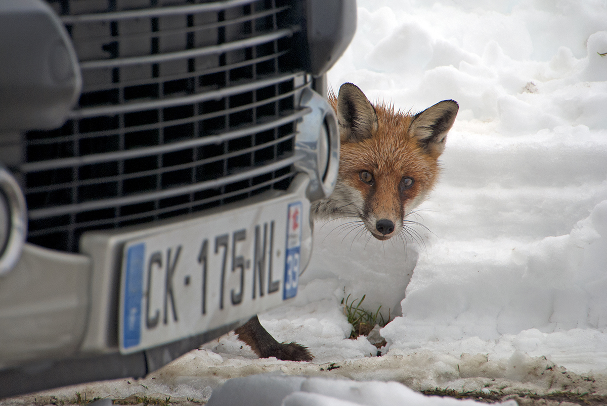 rut renards neige