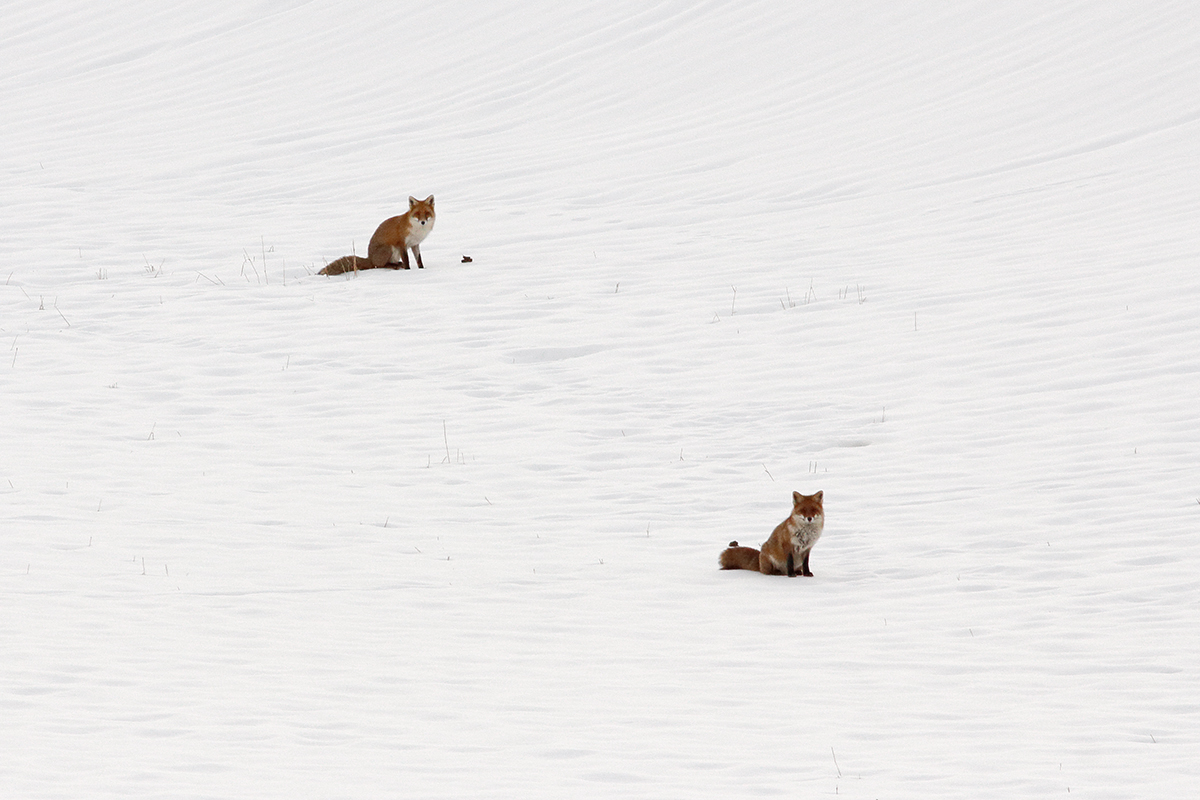 rut renards neige