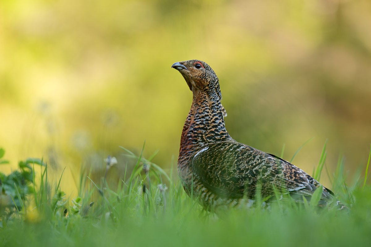 1poule (5)