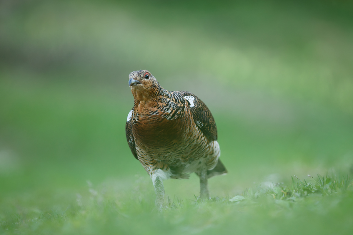 1poule (9)